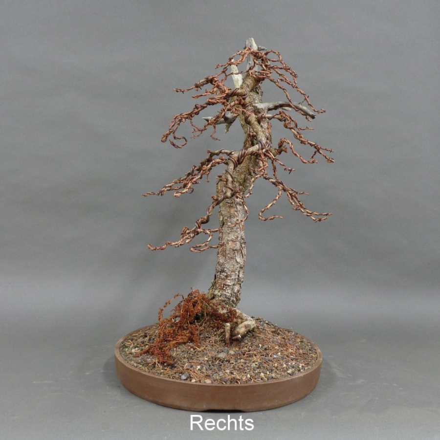 Larix, Lärche, Bonsai